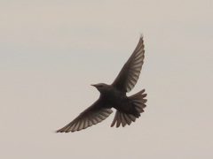 Sturnus vulgaris
