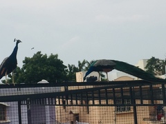 Pavo cristatus