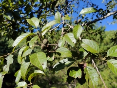Alnus formosana
