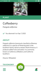 Frangula californica