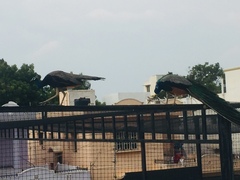 Pavo cristatus
