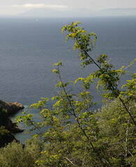 Paliurus spina-christi