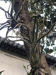 Tillandsia caput-medusae