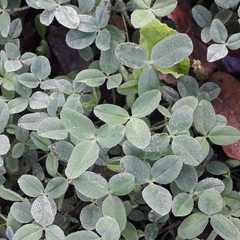 Trifolium fragiferum