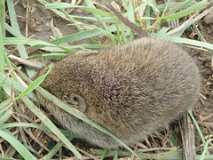 Microtus