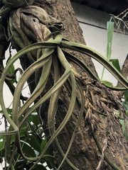 Tillandsia caput-medusae