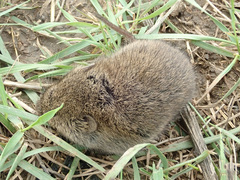 Microtus