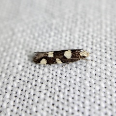 Limnaecia tetraplanetis