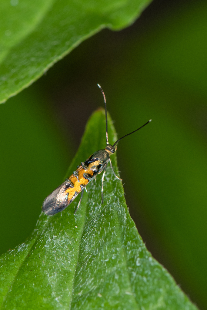 Neoheliodines cliffordi