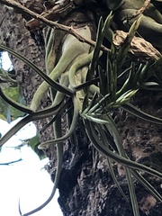 Tillandsia caput-medusae