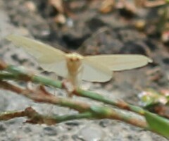 Rhodometra sacraria