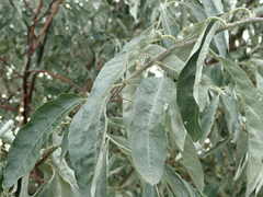Elaeagnus angustifolia