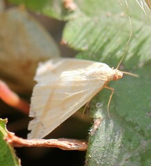 Rhodometra sacraria