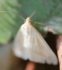 Rhodometra sacraria