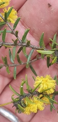 Acacia echinula