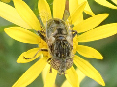 Eristalinus sepulchralis