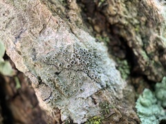 Lecanora hybocarpa