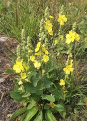 Verbascum phlomoides