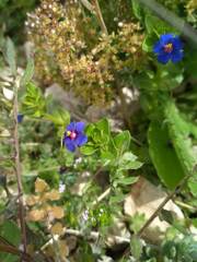 Anagallis