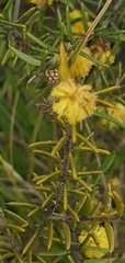 Acacia echinula