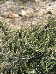 Condalia ericoides