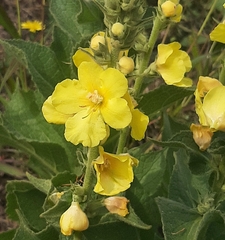 Verbascum phlomoides