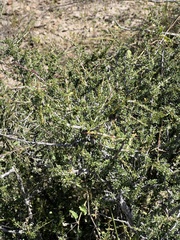Condalia ericoides