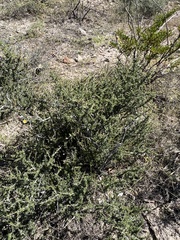 Condalia ericoides