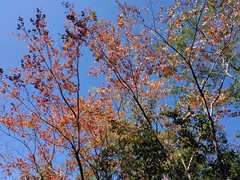 Lagerstroemia subcostata