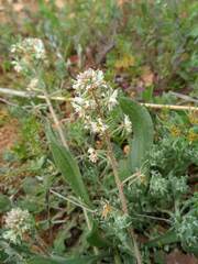 Reseda phyteuma