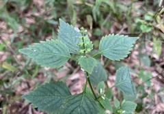 Mosla dianthera