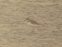 Charadrius collaris
