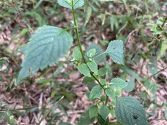 Mosla dianthera