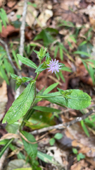 Elephantopus carolinianus