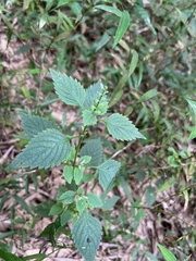 Mosla dianthera