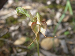 Pterostylis lepida