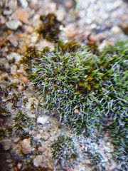 Grimmia pulvinata
