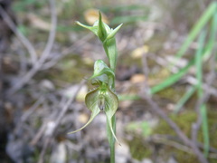 Pterostylis lepida
