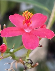 Jatropha integerrima