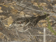 Caprimulgidae