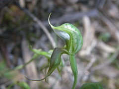 Pterostylis lepida