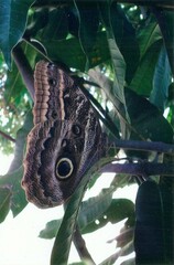 Caligo