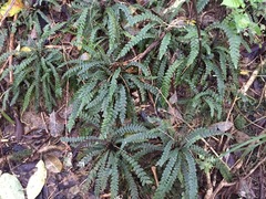Blechnum membranaceum