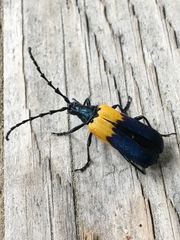 Desmocerus palliatus