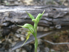 Pterostylis lepida