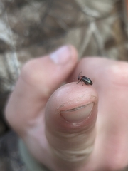 Disonycha xanthomelas