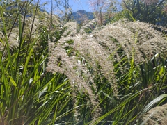 Miscanthus