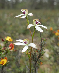 Caladenia cucullata
