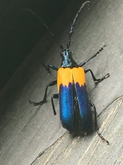 Desmocerus palliatus