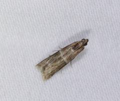 Moodna ostrinella